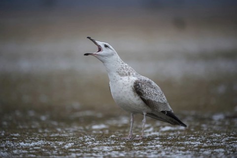Caspian Gull