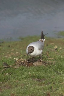 Black-headed gull