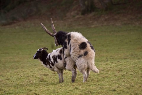 Jacob sheep