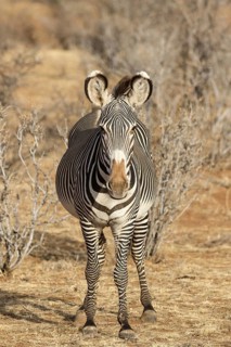 Adult grevy's zebra