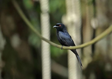 Velvet-backed drongo