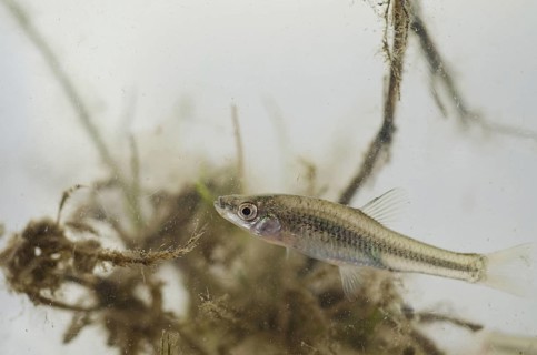 Topmouth Gudgeon