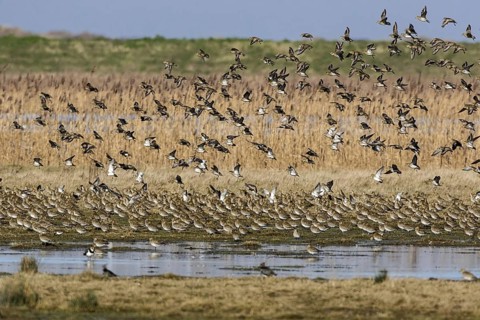 Winter plumage Golden plover