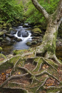 Tree and woodland stream roots