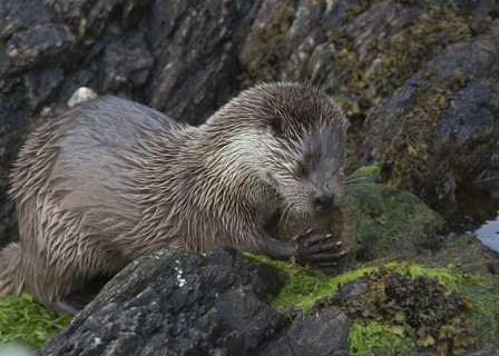 European Otter