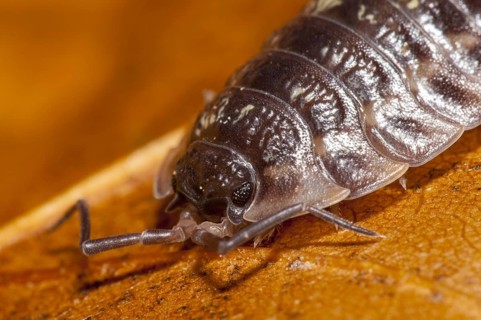 A common shiny woodlouse