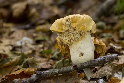 Fruiting bodies of the hedgehog mushroom