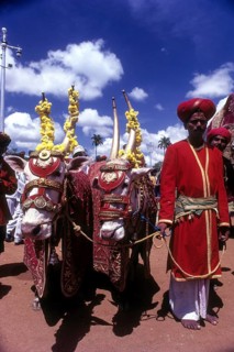 Decorated Palace bullocks