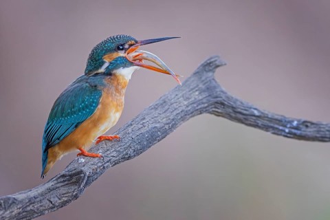 Common kingfisher
