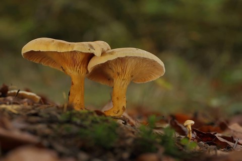 Two False Chanterelles