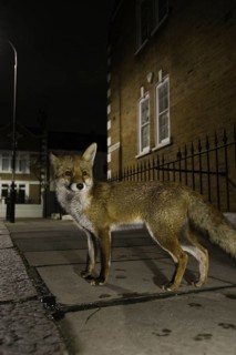 European Red Fox