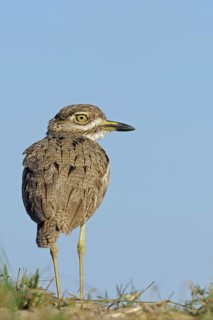 Water Dikkop