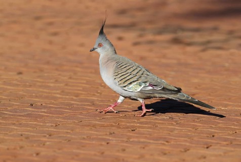 Crested Pigeon