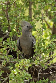 Grey go-away-bird