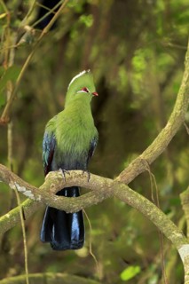 Knysna Turaco