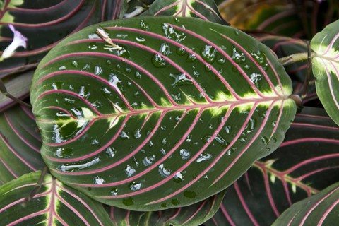 Maranta leuconeura erythroneura or prayer plant