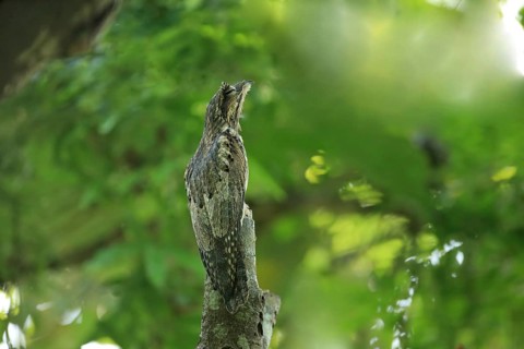 Common Potoo