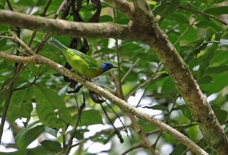 Blue-masked Leafbird