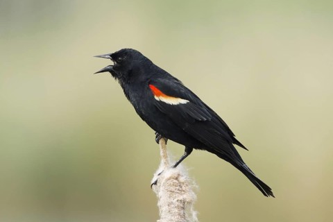 Red-winged Blackbird