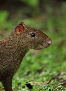 Central american agouti