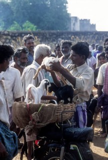 Selling goat calf in Periodical market at Perundurai near Erode