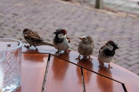 House sparrows