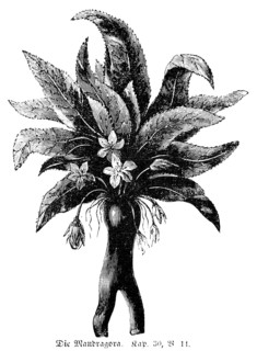 Mandragora