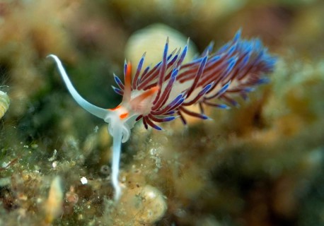Travelling thread snail
