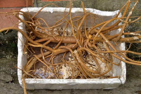 Ginseng