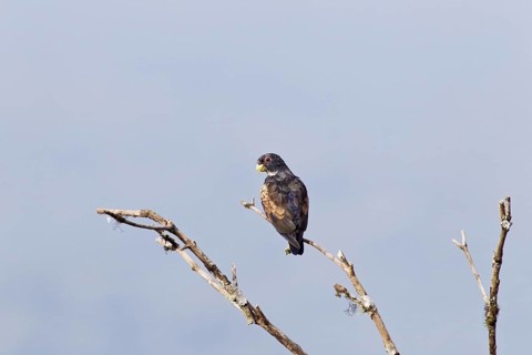 Bronze-winged parrot