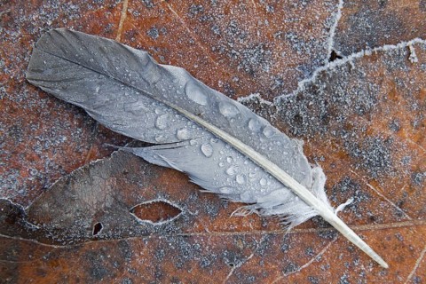 Feather of common wood pigeon