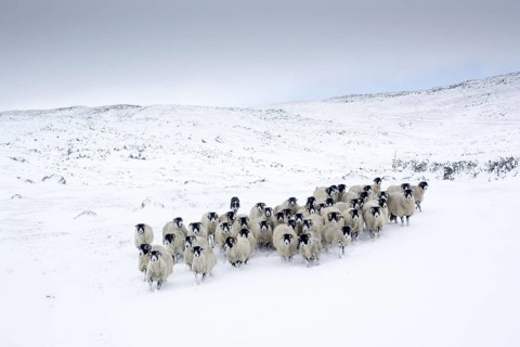 Swaledale Sheep