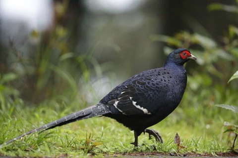 Mikado pheasant