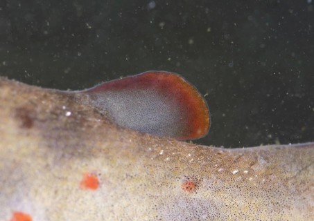 Salmo trutta forma fario