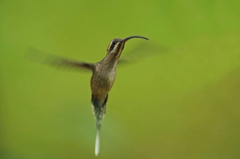 Long-billed Hermit