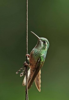 Green-breasted Mountain-gem