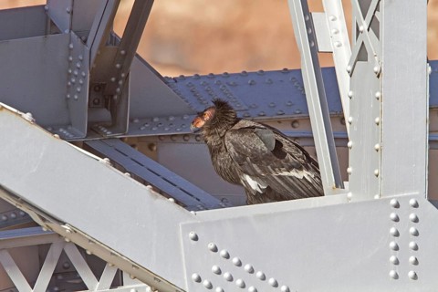 California Condor