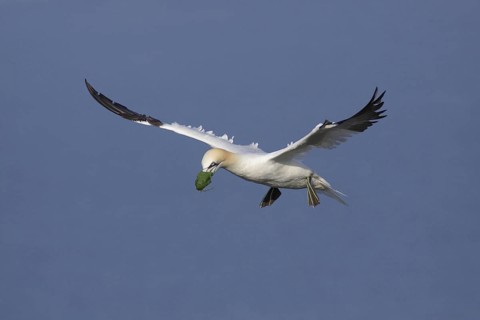 Northern Gannet