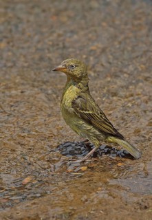 Cape cape weaver