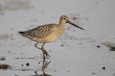 Black-tailed Godwit
