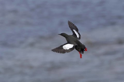 Black guillemot