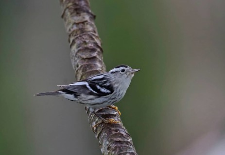 Black-and-white warbler