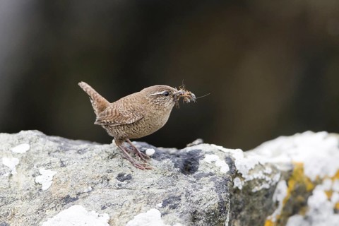 Shetland wren
