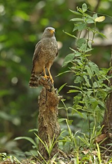 Roadside Hawk