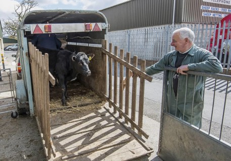Domestic cattle