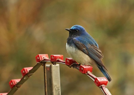 Blue-and-white Flycatcher