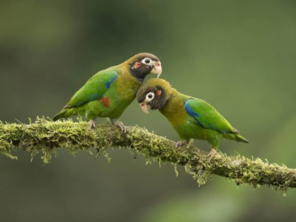 Brown hooded parrot