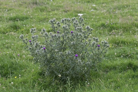 Flowering spear thistle