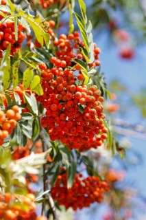Vogelbeeren