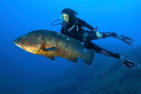 Dusky grouper